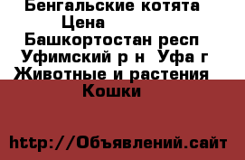 Бенгальские котята › Цена ­ 25 000 - Башкортостан респ., Уфимский р-н, Уфа г. Животные и растения » Кошки   